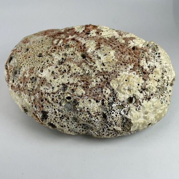 Large 8”x 6” Vintage Estate Red Abalone Shell 1lb 1oz Old Trinket Dish Display - Picture 10 of 12